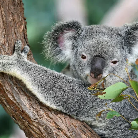 Koala with fluffy ears clings to tree branch surrounded by eucalyptus leaves in natural habitat