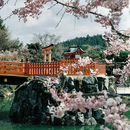 Traditional Japanese red bridge and shrine surrounded by cherry blossoms over green water in spring