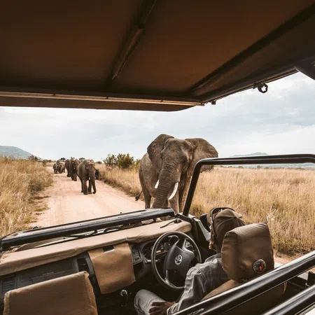 Safari vehicle stopped as elephants walk along the dirt road in a grassy savanna landscape under a cloudy sky
