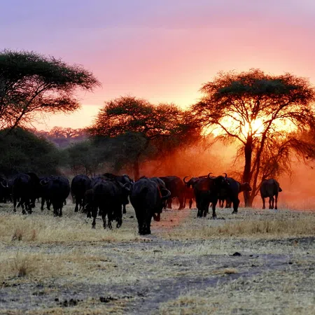 Herd of buffalo walking through dry savanna at sunset with vivid orange and purple sky.