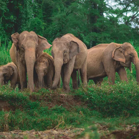 A family of five elephants standing closely together in a lush green forest clearing.