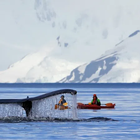 Whale tail splashing water near two kayakers with snowy mountains in the background.