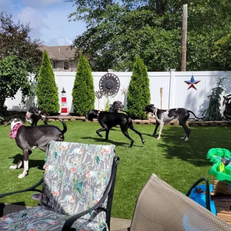 a group of dogs in a yard
