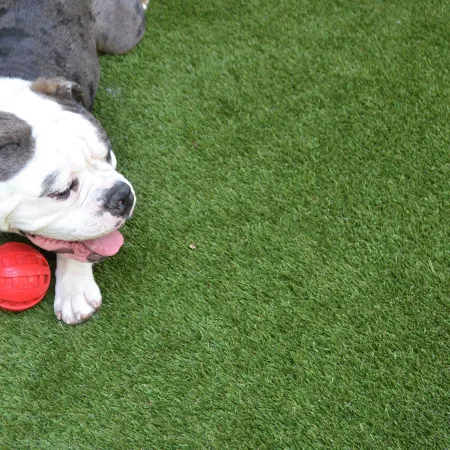 a dog playing with a ball