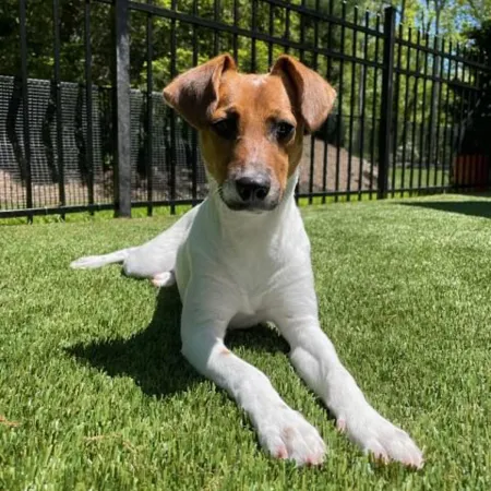 a dog sitting in the grass