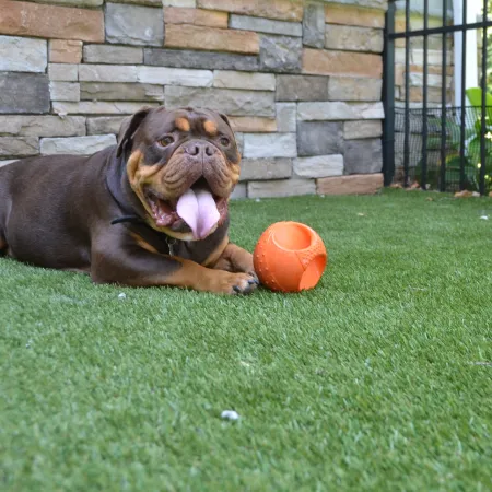 a dog lying on the grass next to a ball