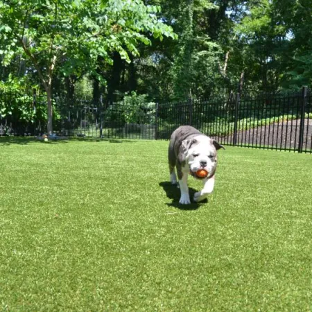 Bulldog carrying an orange ball in its mouth running on green grass in a fenced sunny backyard.