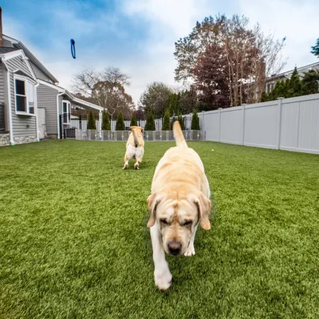 a dog running in a yard