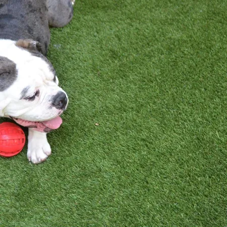 a dog playing with a ball