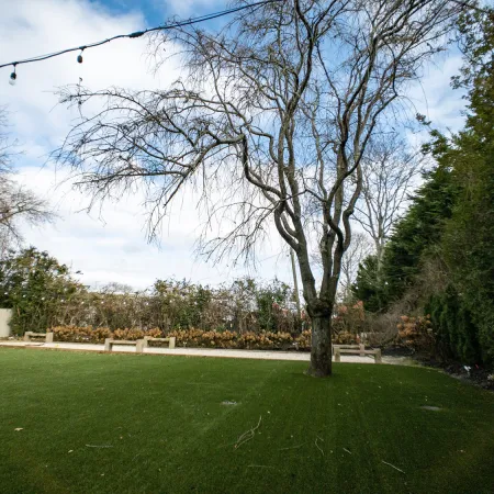 a tree in a yard