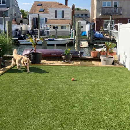 a dog walking on grass near a body of water
