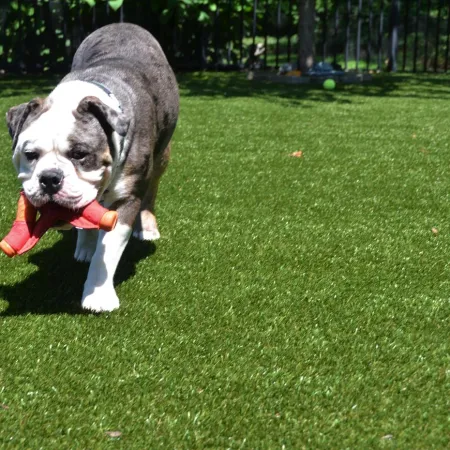a dog running in a grassy area