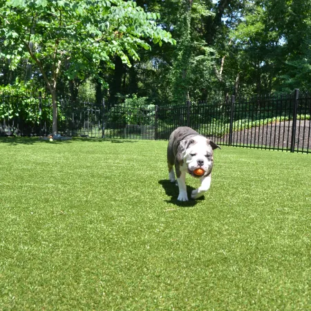 a dog running in a grassy area