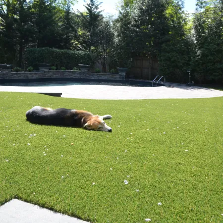 a dog lying on the grass