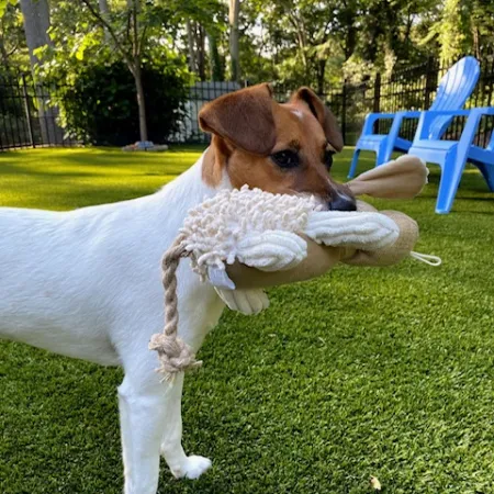 a dog holding a stuffed animal