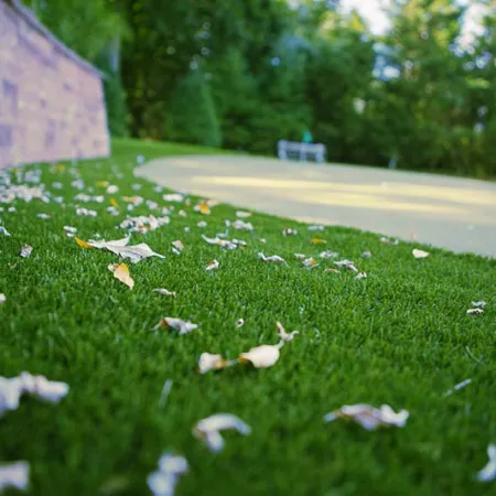 a field of grass and leaves