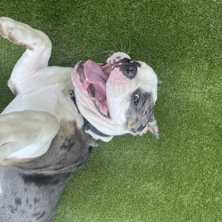 a dog with a shark head