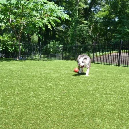 a dog playing with a ball in a yard