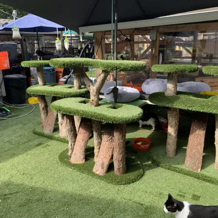 a cat sitting in front of a play structure