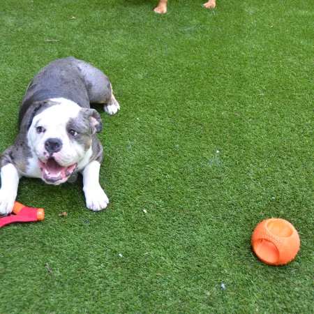 a dog playing with a ball