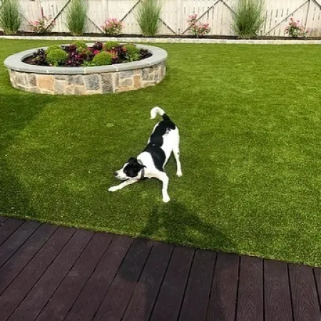 a dog standing on grass