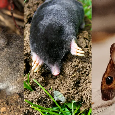 Rodents; Minnesota’s Unwanted Guests