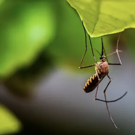 Where Do Mosquitoes Go in the Winter? Hibernation and Other Behaviors Explained
