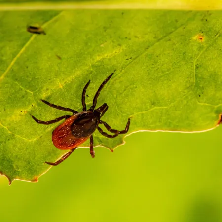 Tick Season is Coming: Implementing Tick Control for a Safer Summer