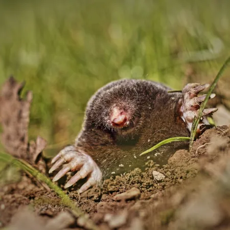 All You Need to Know About Moles