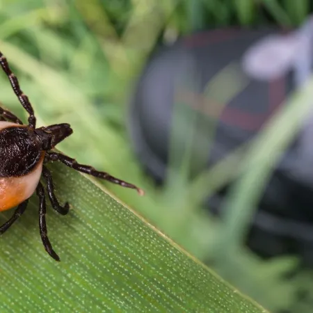 Why You Need to Get Tick Control Sooner, Rather Than Later