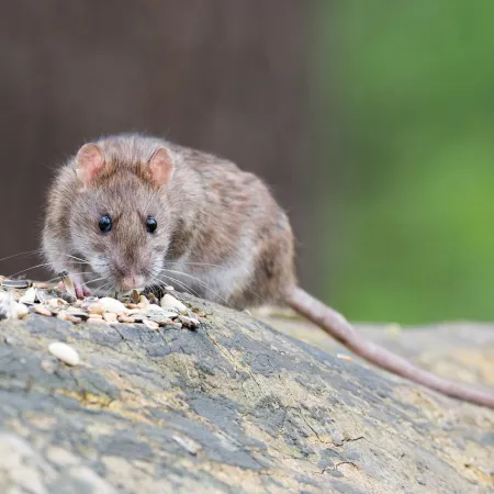 Ways to Keep Mice from Taking Over Your Home