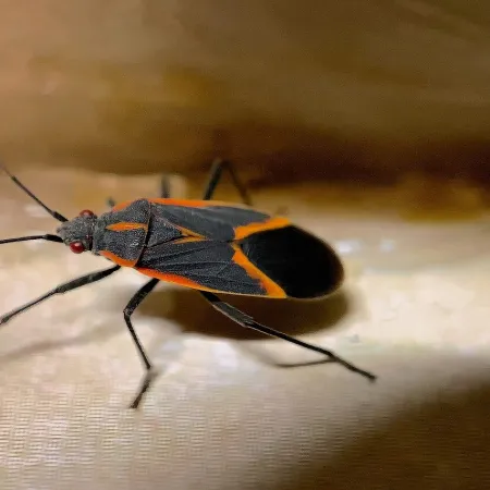 How to Get Rid of Boxelder Bugs: Advice from the Experts at <br>Valor Pest Solutions
