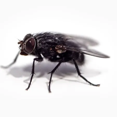 6 Gross Pest Facts We Bet You Didn’t Know