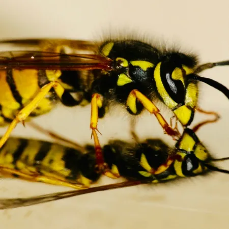It’s Wasp Season: Everything You Need to Know About Wasps in Minnesota