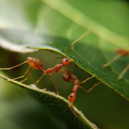 7 Insect Facts We Bet You Don’t Know