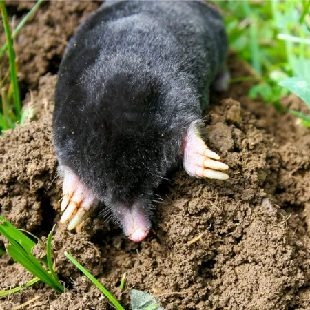 Where Do Moles Go in The Winter?