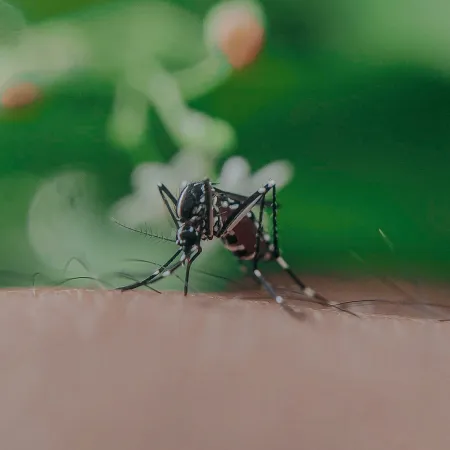 Mosquitoes Are Here: How You Can Take Care of the Problem Now
