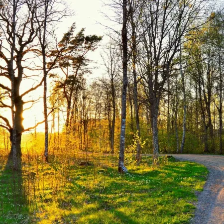 Springtime Annoyances: The 5 Most Common Springtime Pests in Minnesota
