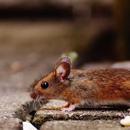 5 Pest Control Mistakes Every Homeowner Needs to Avoid