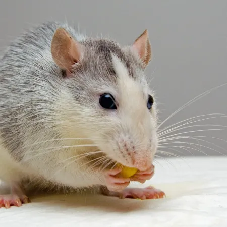 What’s the Difference Between Pest Control and Animal Control?