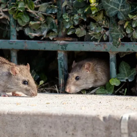 Minnesota Pest Calendar: Month-by-Month Guide to Pests in Minnesota