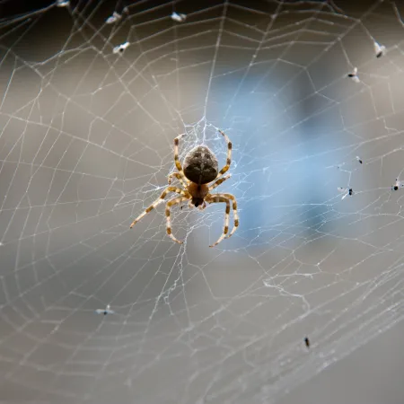 Understanding Spider Behavior: 3 Effective Tips for Preventing Spider Infestations