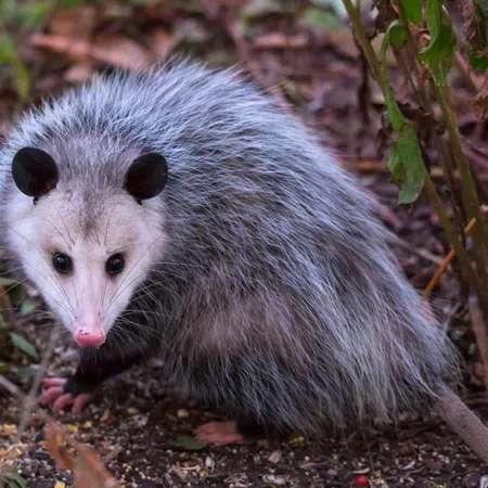 Close-up of a gray opossum with black ears and pink nose on forest floor with leaves and plants.
