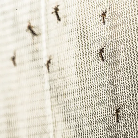 Close-up of mosquitoes trapped on a white mesh screen under bright light.
