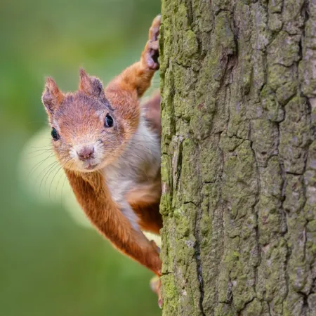 How to Keep Squirrels Away from Your Home and Yard