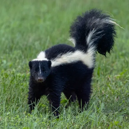 How Long Does Skunk Smell Last?