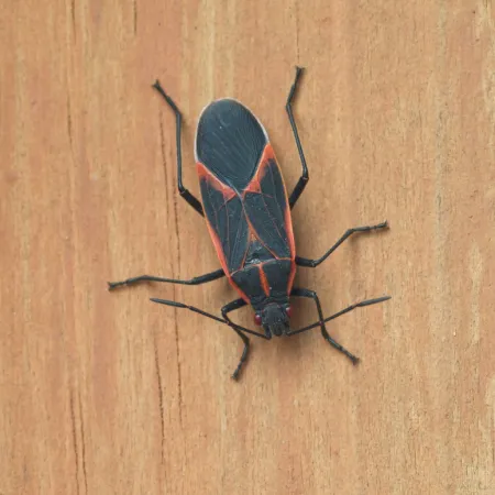 Boxelder Bug: The Fall Invader Taking Over Your Minnesota Home