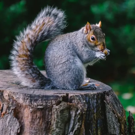 Understanding Wildlife Intrusions: How to Keep Your Home Safe