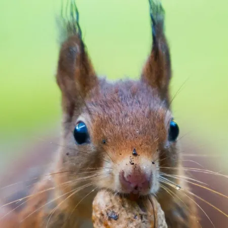 How to Keep Squirrels Away from Your Home and Garden