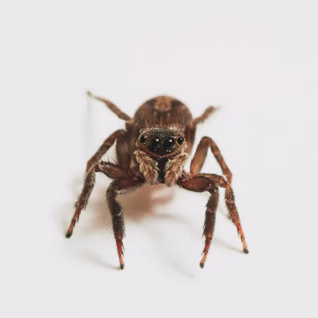 Ways to Avoid Spiders